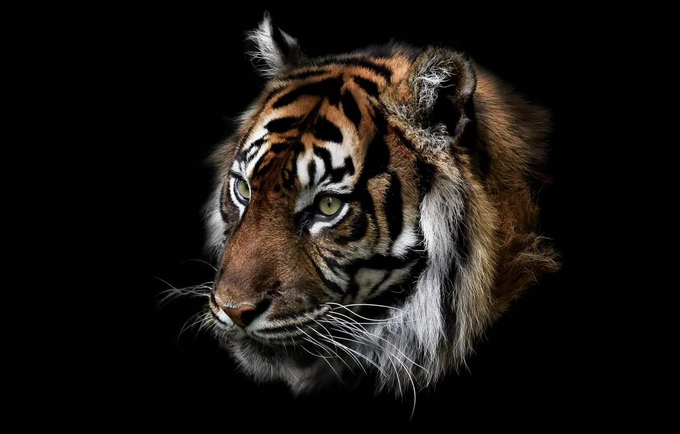 Photo wallpaper nature, tiger, beast