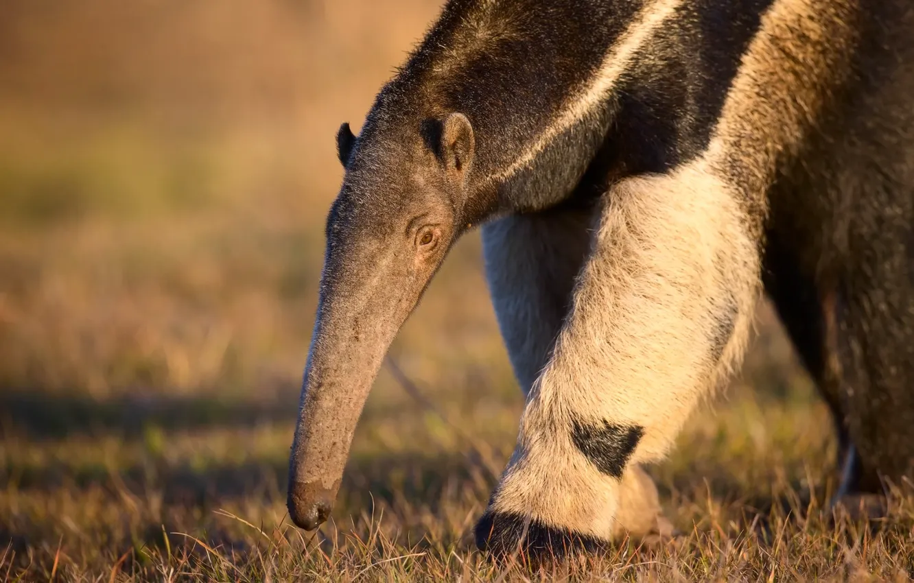 Photo wallpaper grass, paw, nose, anteater