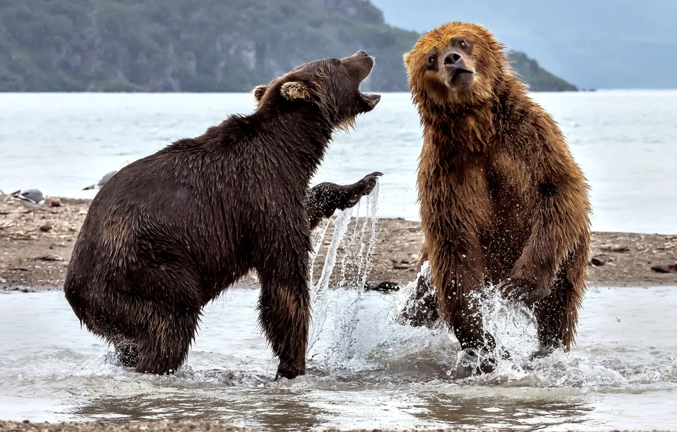 Photo wallpaper water, squirt, river, bears, two bears