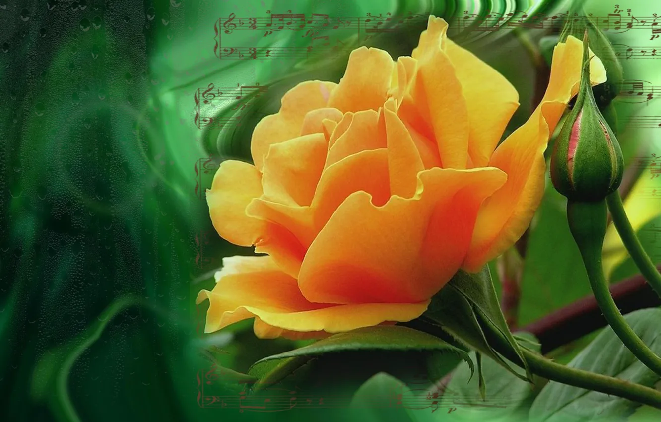 Wallpaper Flower Summer Nature Mood Rose Roses Beauty Rose Flower Beautiful Flowers Beautiful Beauty Harmony Cool Bouquet Images For Desktop Section Cvety Download,What Colour Is Orange Blossom
