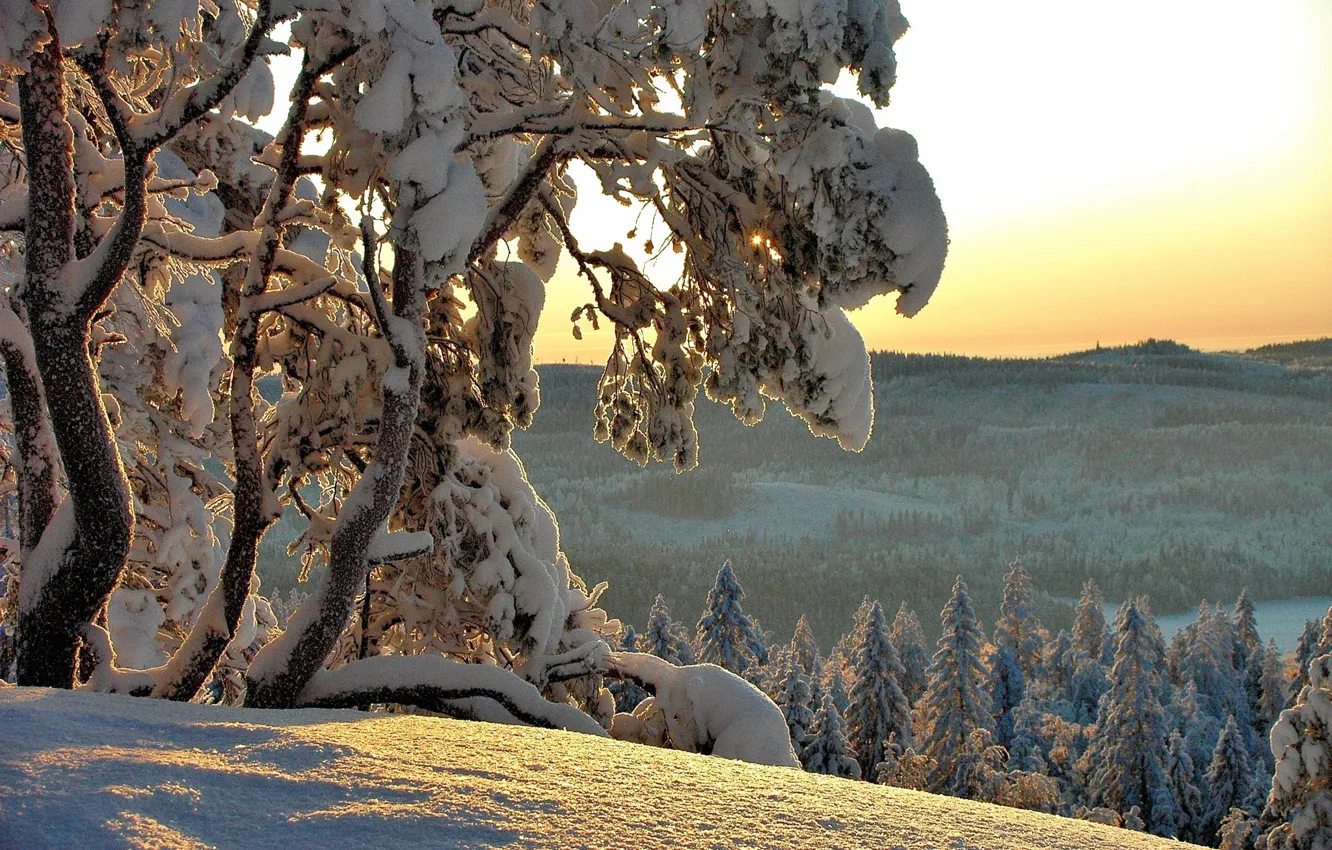 Photo wallpaper winter, snow, trees, nature, ate, Hannu Koskela