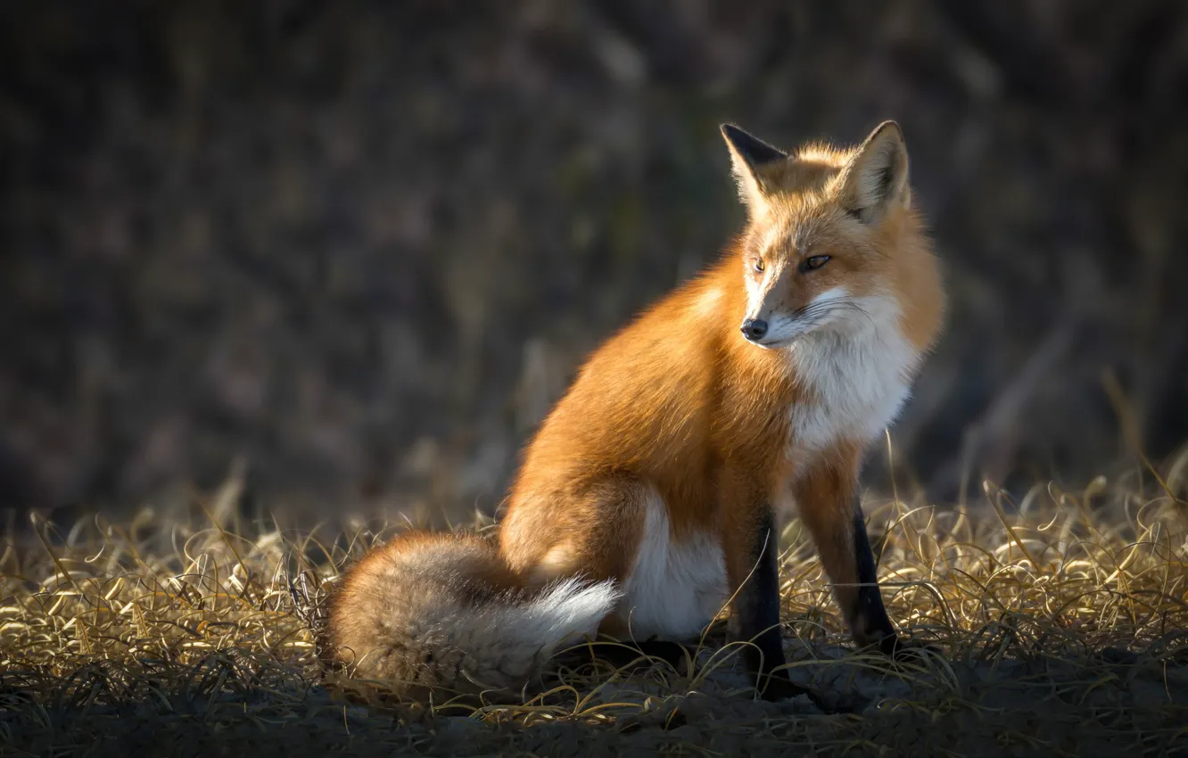 Wallpaper Fox, beauty, red images for desktop, section животные - download