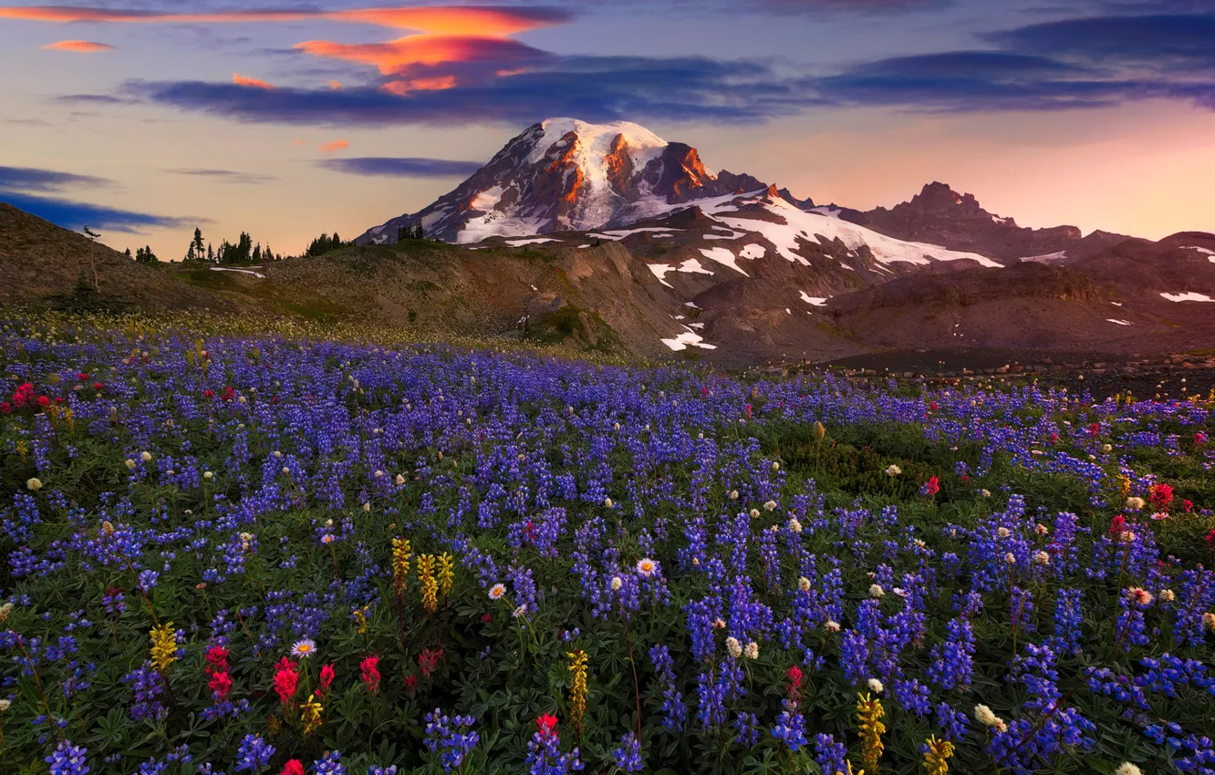 Photo wallpaper summer, clouds, flowers, mountains, mountain, spring, USA, Washington