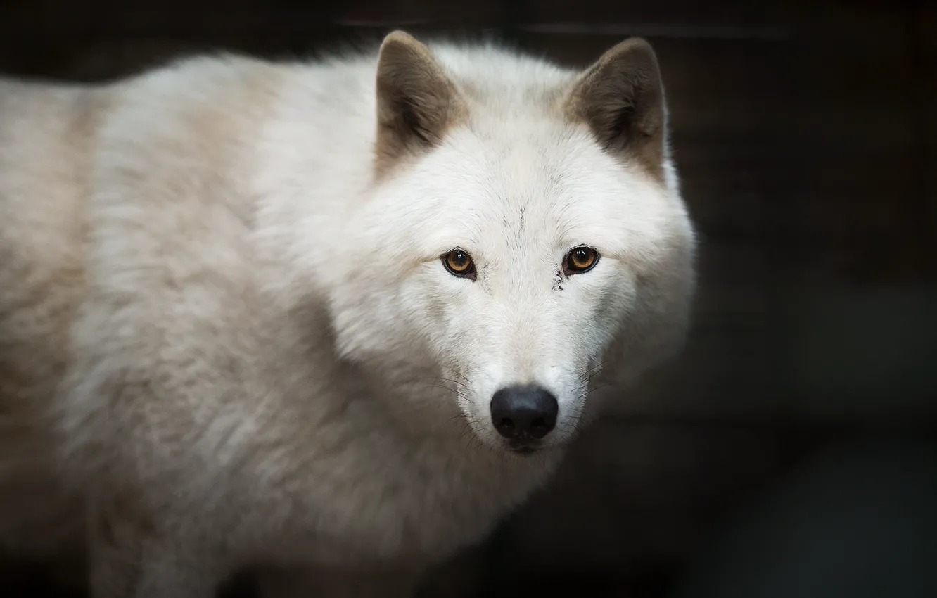 Photo wallpaper wolf, dog, white, Wolf dogs Wolves
