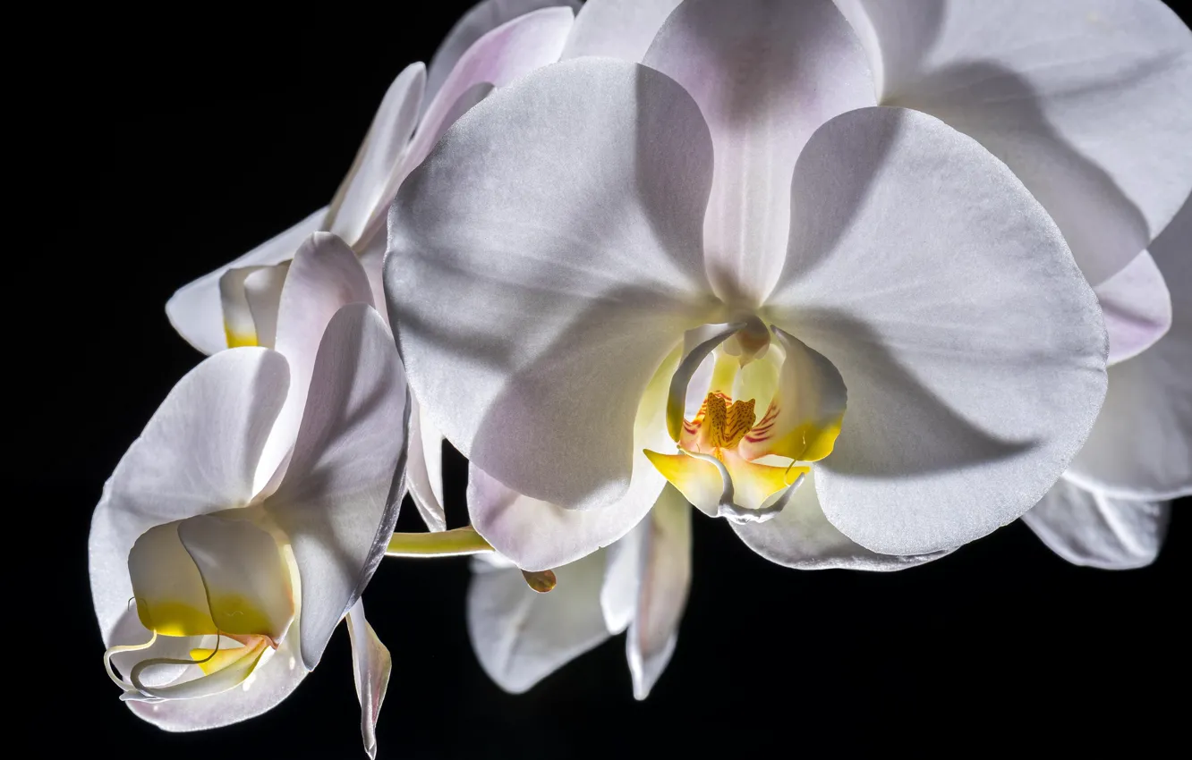 Photo wallpaper macro, white, Orchid. 