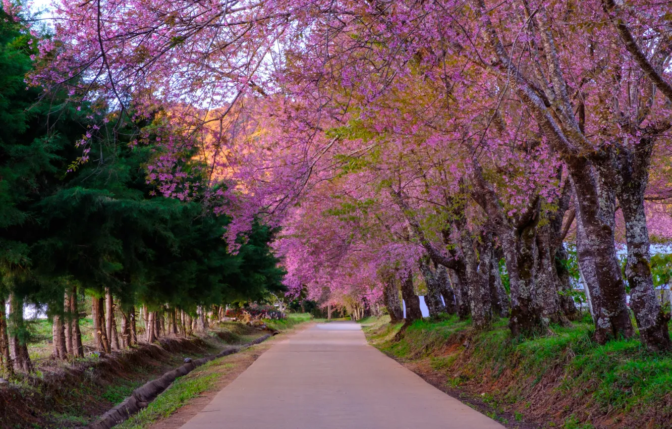 Photo wallpaper road, trees, branches, Park, spring, Sakura, flowering, nature, pink, blossom, park, tree, sakura, cherry, spring, …