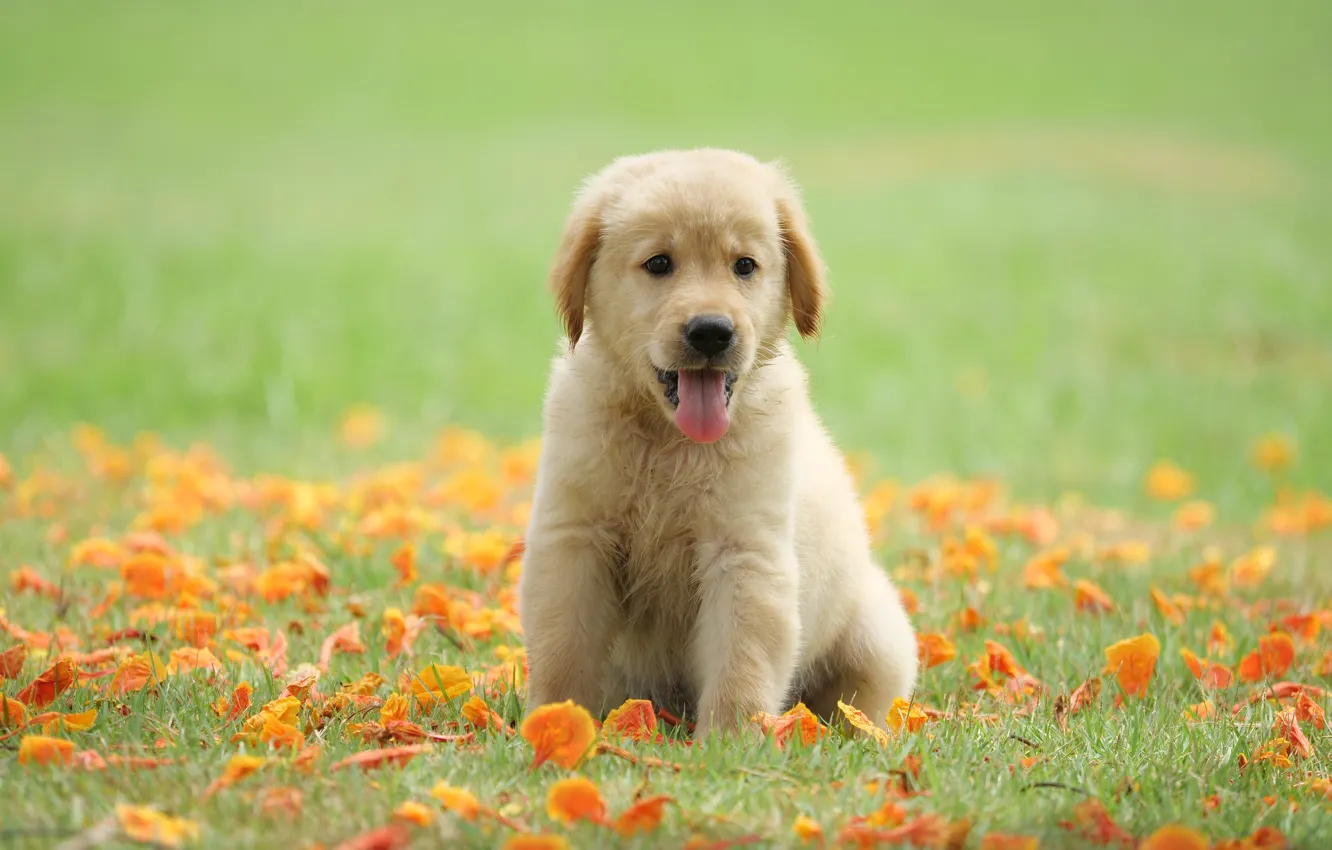 Photo wallpaper grass, flowers, Park, cute, puppy, golden, lawn, puppy, dog, park, Retriever, cute, retriever