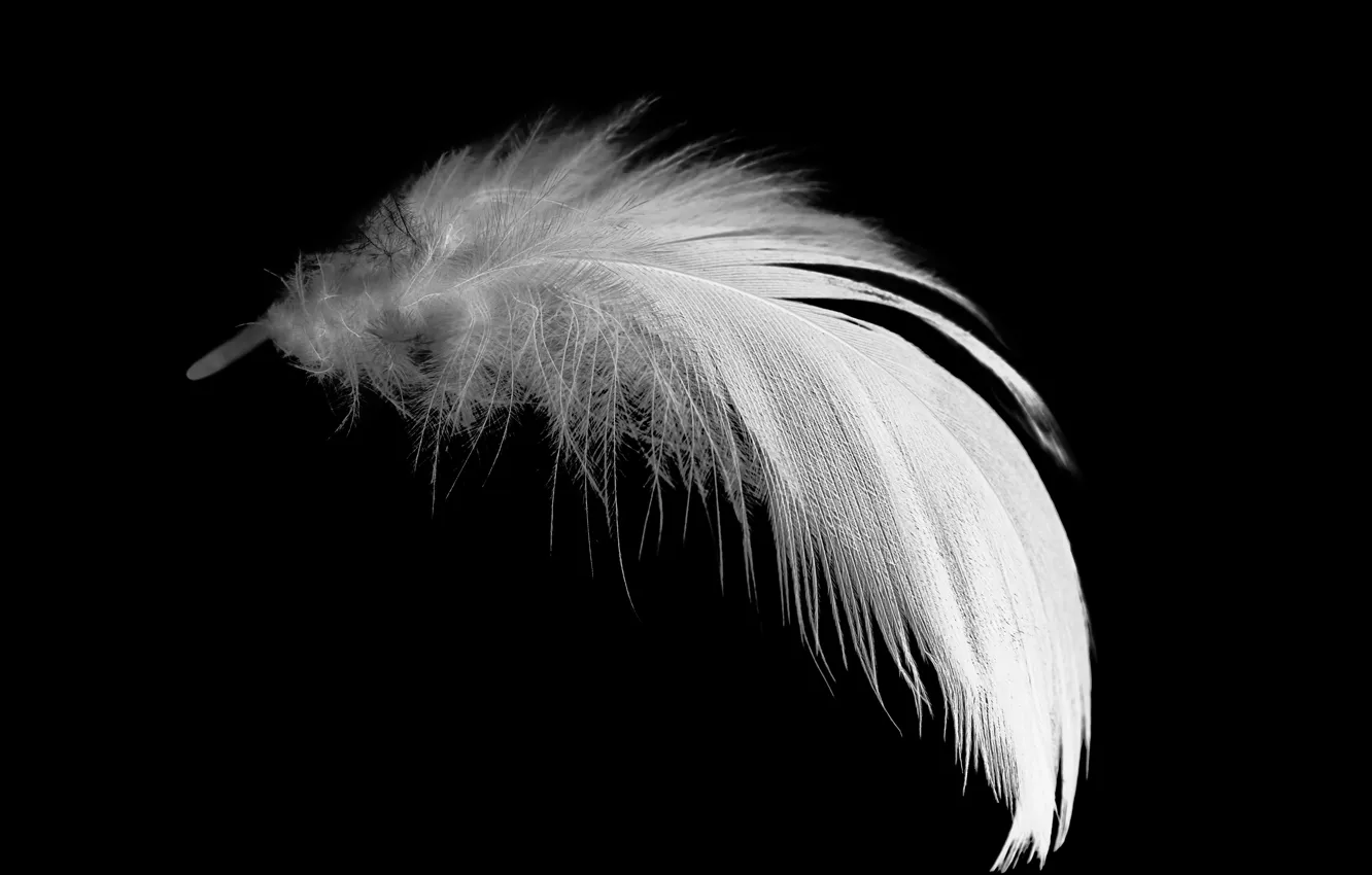 Wallpaper white, black, feathers images for desktop, section макро -  download