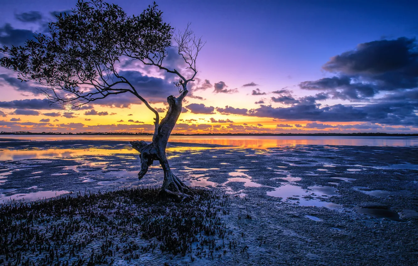 Wallpaper sunrise, tree, dawn, Australia, Australia, Queensland, QLD ...