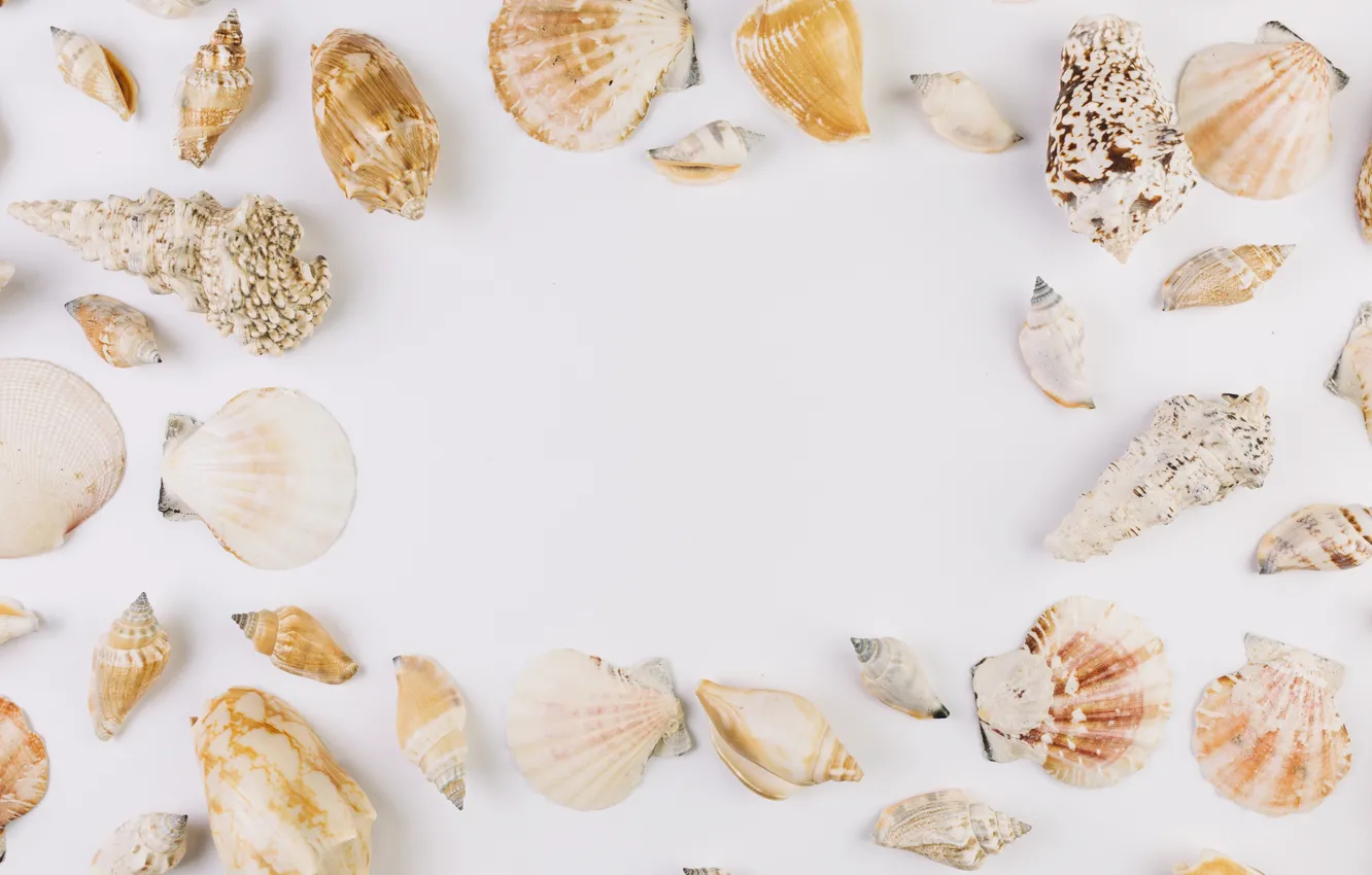 Photo wallpaper summer, background, shell, summer, beach, marine, frame, composition, seashells