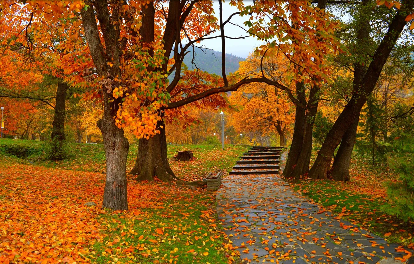 Wallpaper Autumn, Trees, Park, Fall, Foliage, Park, Autumn, Colors