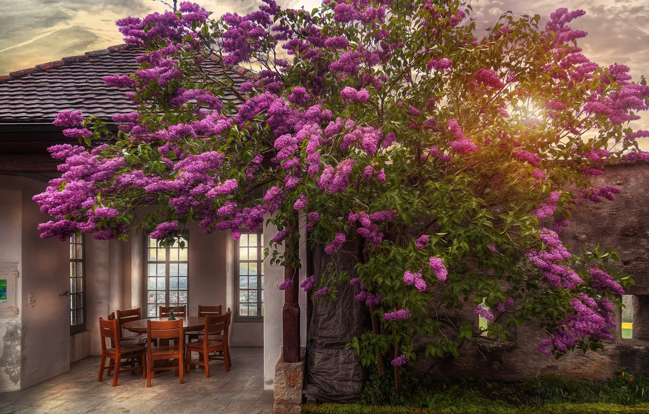 Photo wallpaper flowers, table, tree, chairs, treatment, gazebo, castle garden