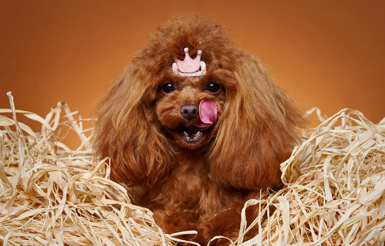 Photo wallpaper language, portrait, crown, Princess, Poodle, dog