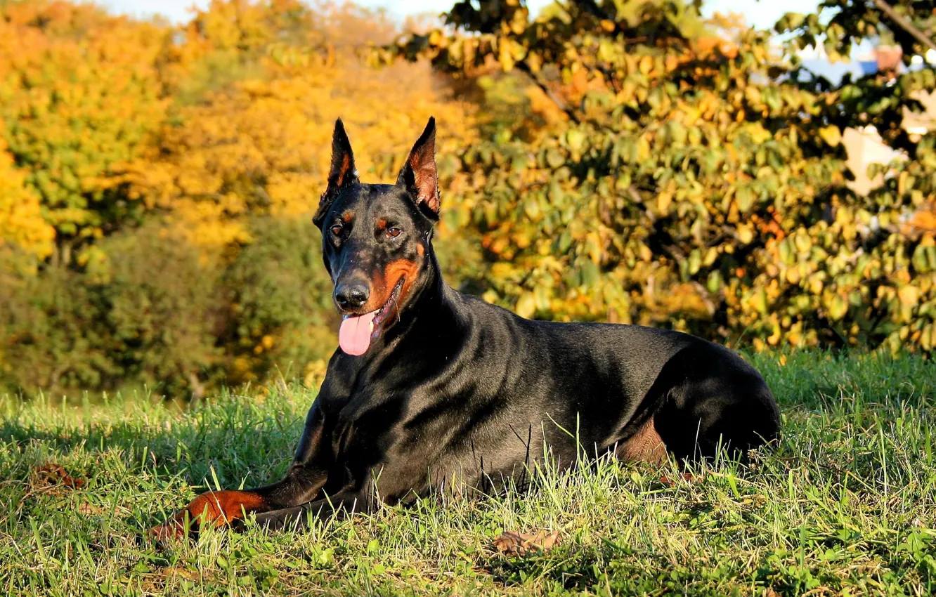 Wallpaper nature, Dogs, Doberman, black and tan, in_the_forest images for  desktop, section собаки - download
