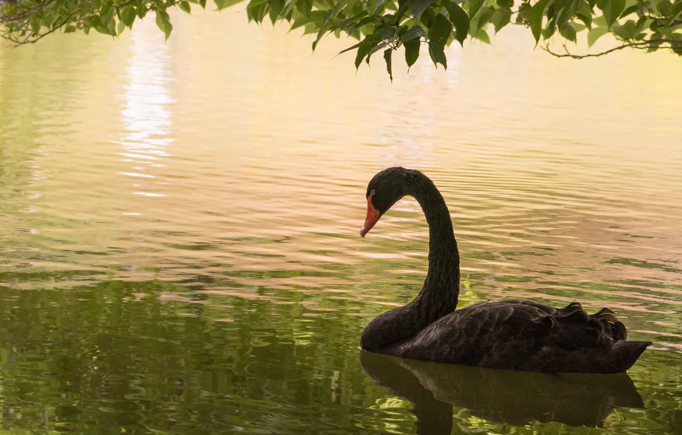 Wallpaper water, bird, Swan, black Swan images for desktop, section  животные - download