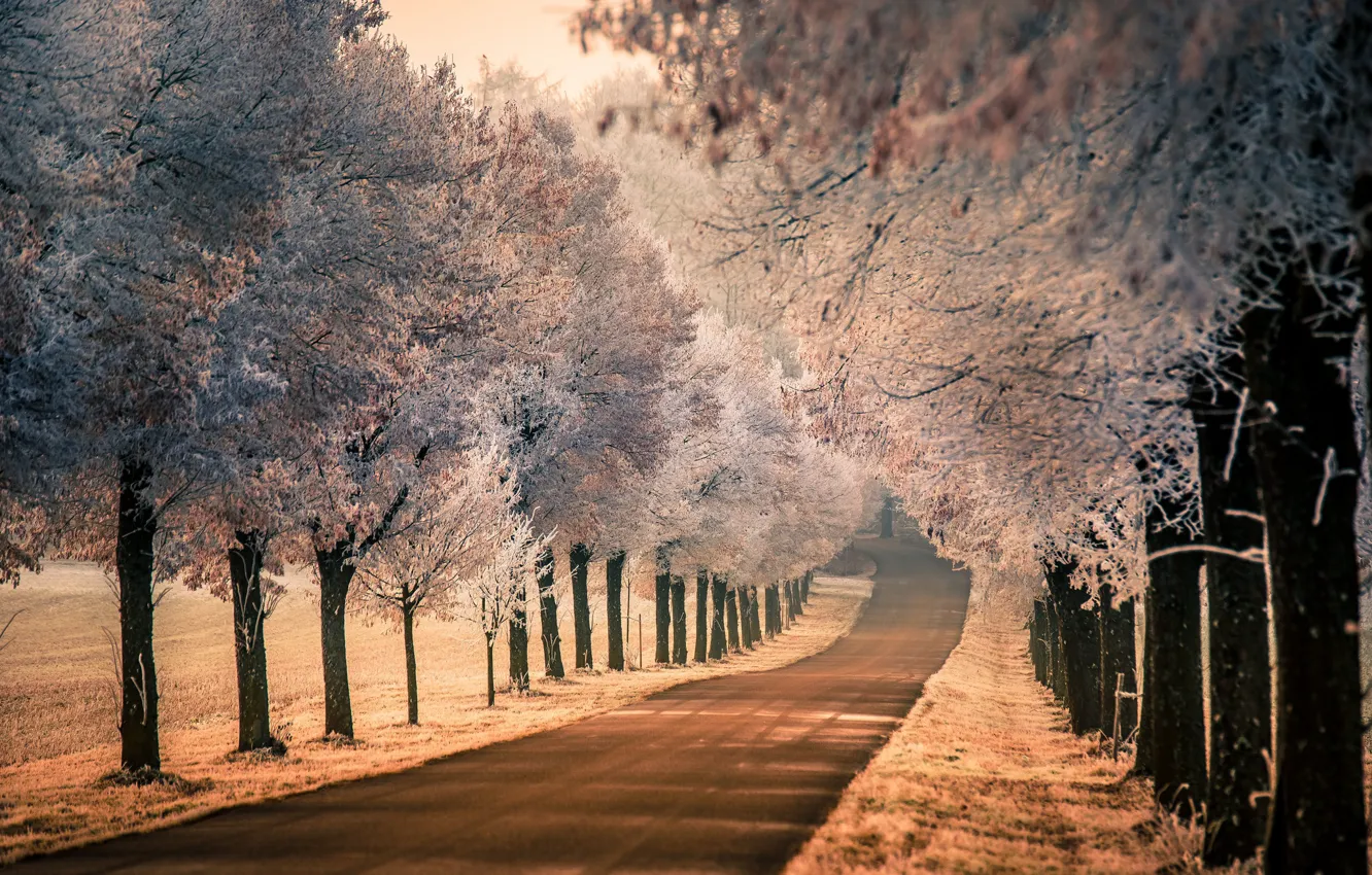 Photo wallpaper frost, road, nature, fog, morning
