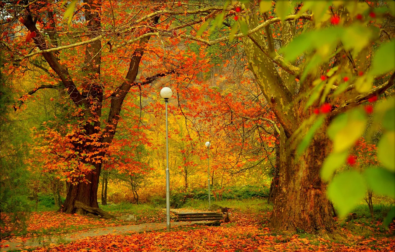Wallpaper trees, Autumn, lights, track, Park, Fall, Foliage, Park, Autumn,  Colors, Trees, Leaves, Path images for desktop, section природа - download
