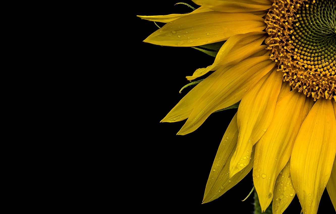 Wallpaper macro, background, sunflower