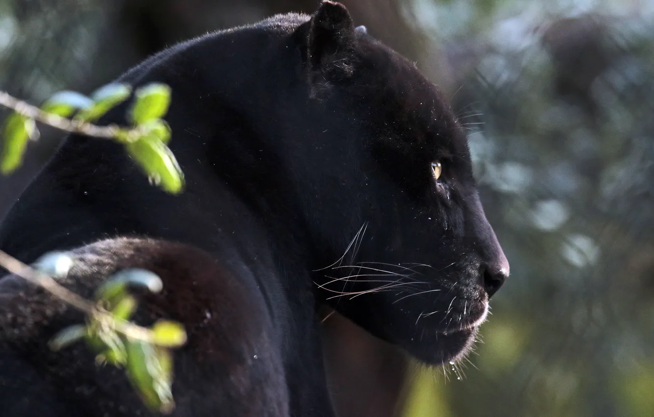 Wallpaper Face Portrait Predator Jaguar Profile Wild Cat