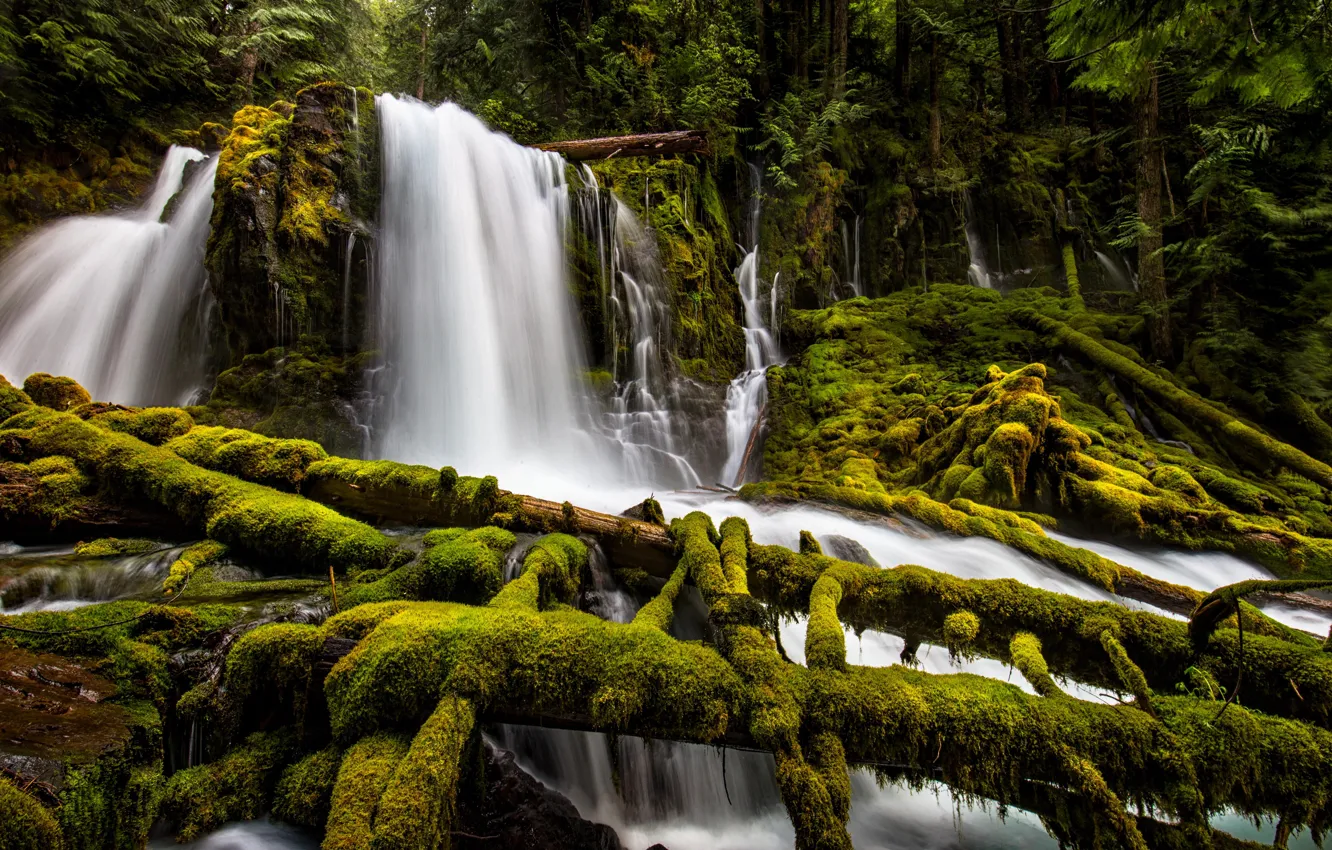 Photo wallpaper forest, waterfall, moss, Oregon, cascade, Oregon, logs, Upp...