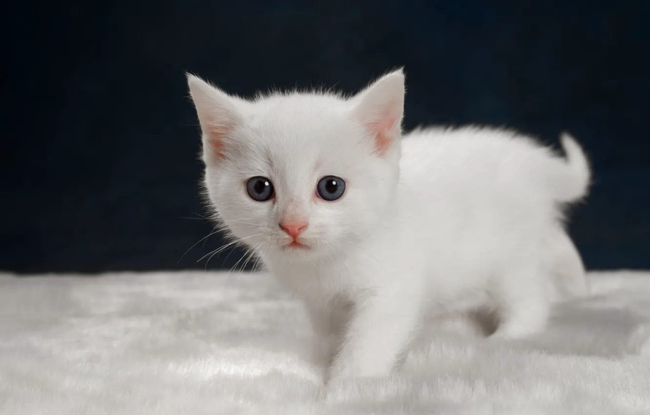 Wallpaper look, kitty, baby, white kitten images for desktop, section кошки  - download