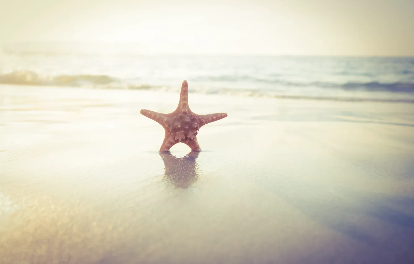 Photo wallpaper sand, sea, beach, star, summer, beach, sea, sand, starfish