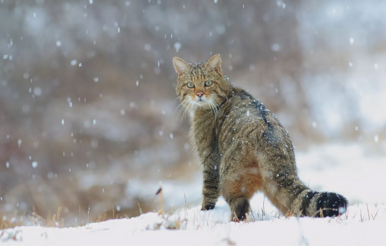 Wallpaper winter, snow, cats, tail, snowfall, wild, forest, European wild cat images desktop, section кошки - download