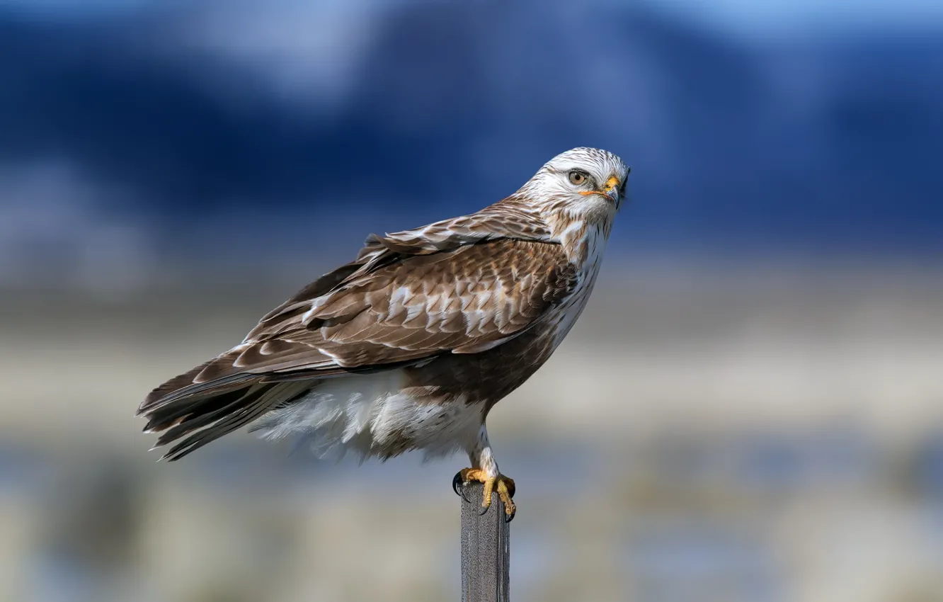 Wallpaper nature, bird, The rough-legged Buzzard, Rough Legged Hawk images  for desktop, section животные - download