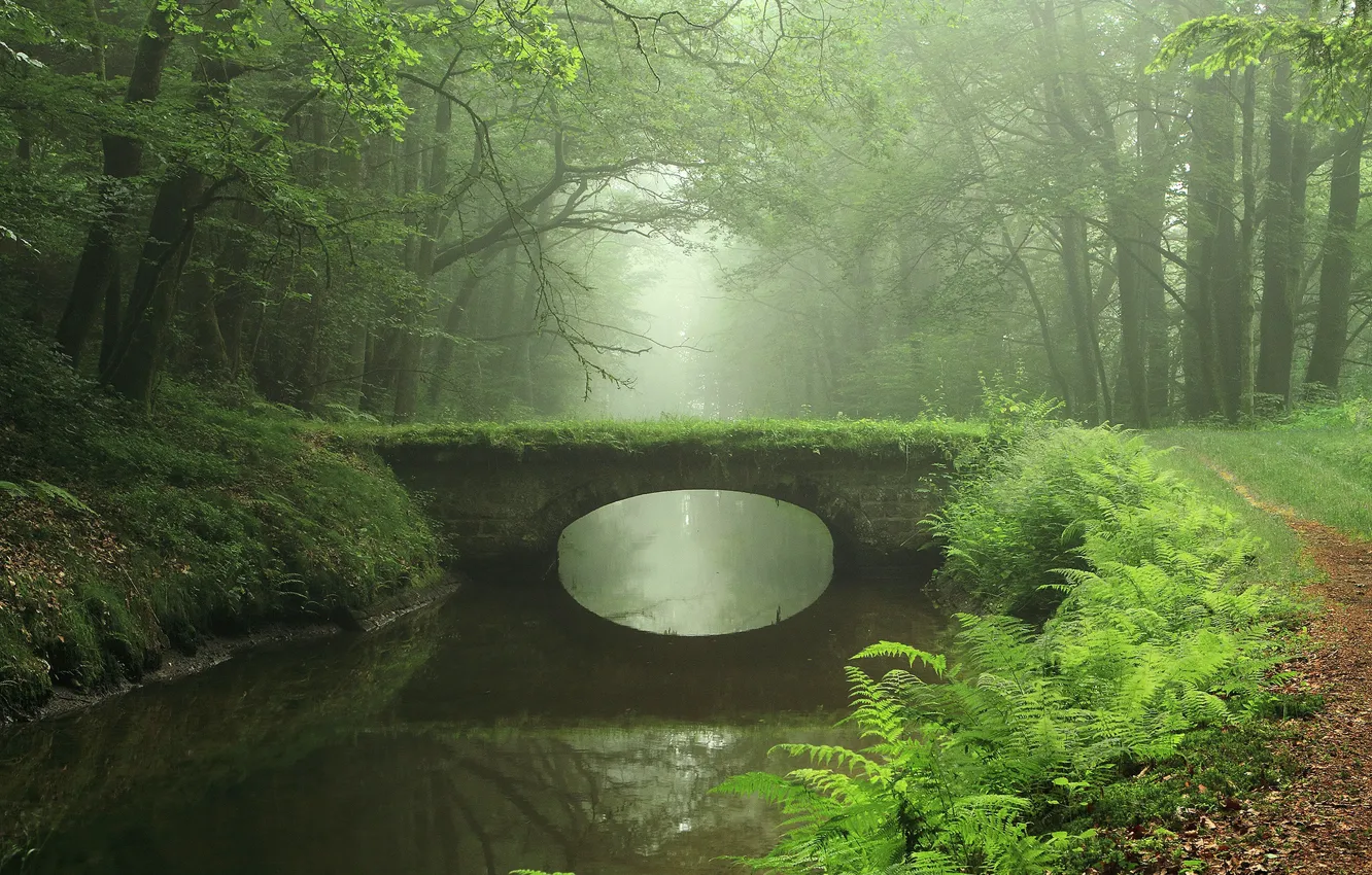 Photo wallpaper Water, Nature, Reflection, Bridge, Fog, Grass, Path, Trees, Branches, The bushes, Arch