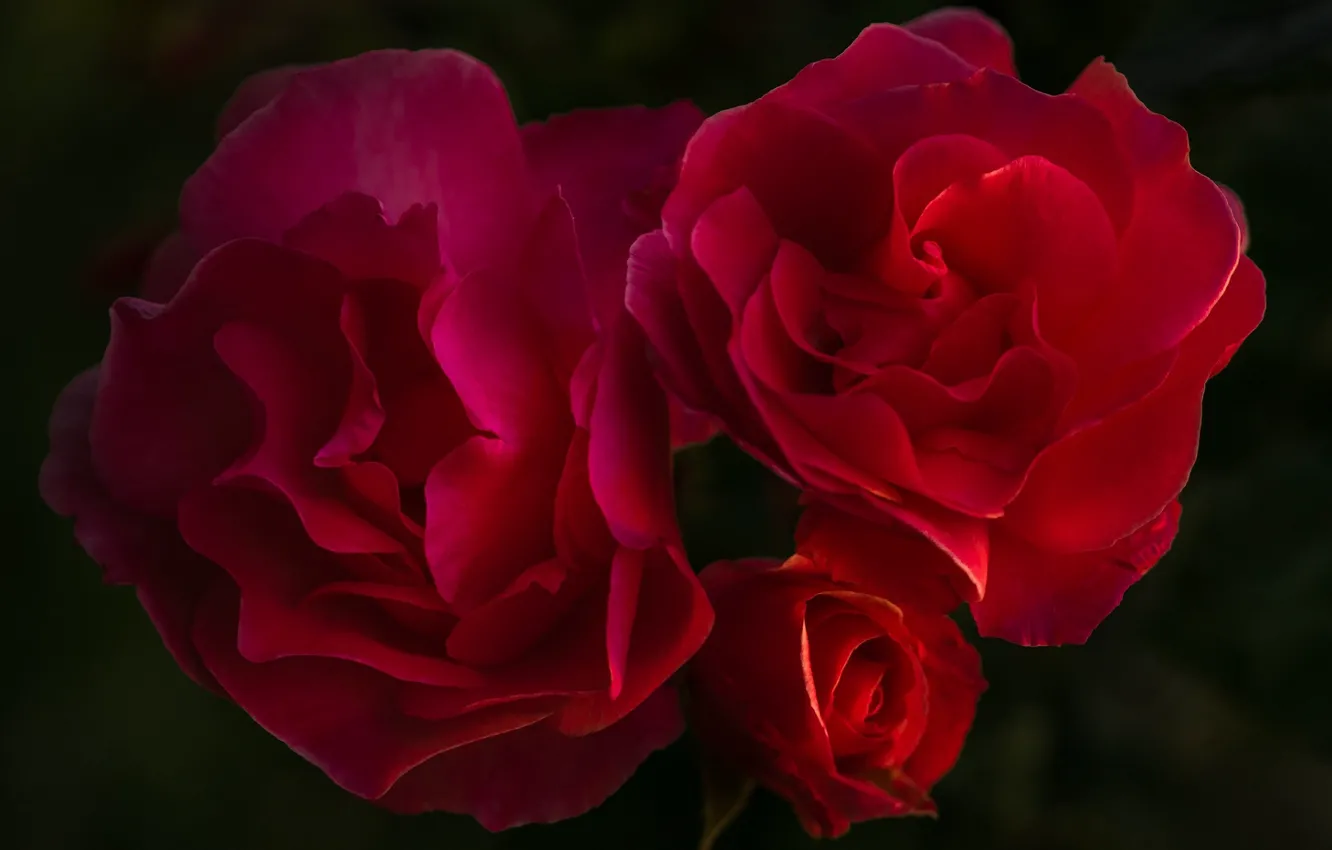 Wallpaper roses, black background, red roses images for desktop, section  цветы - download