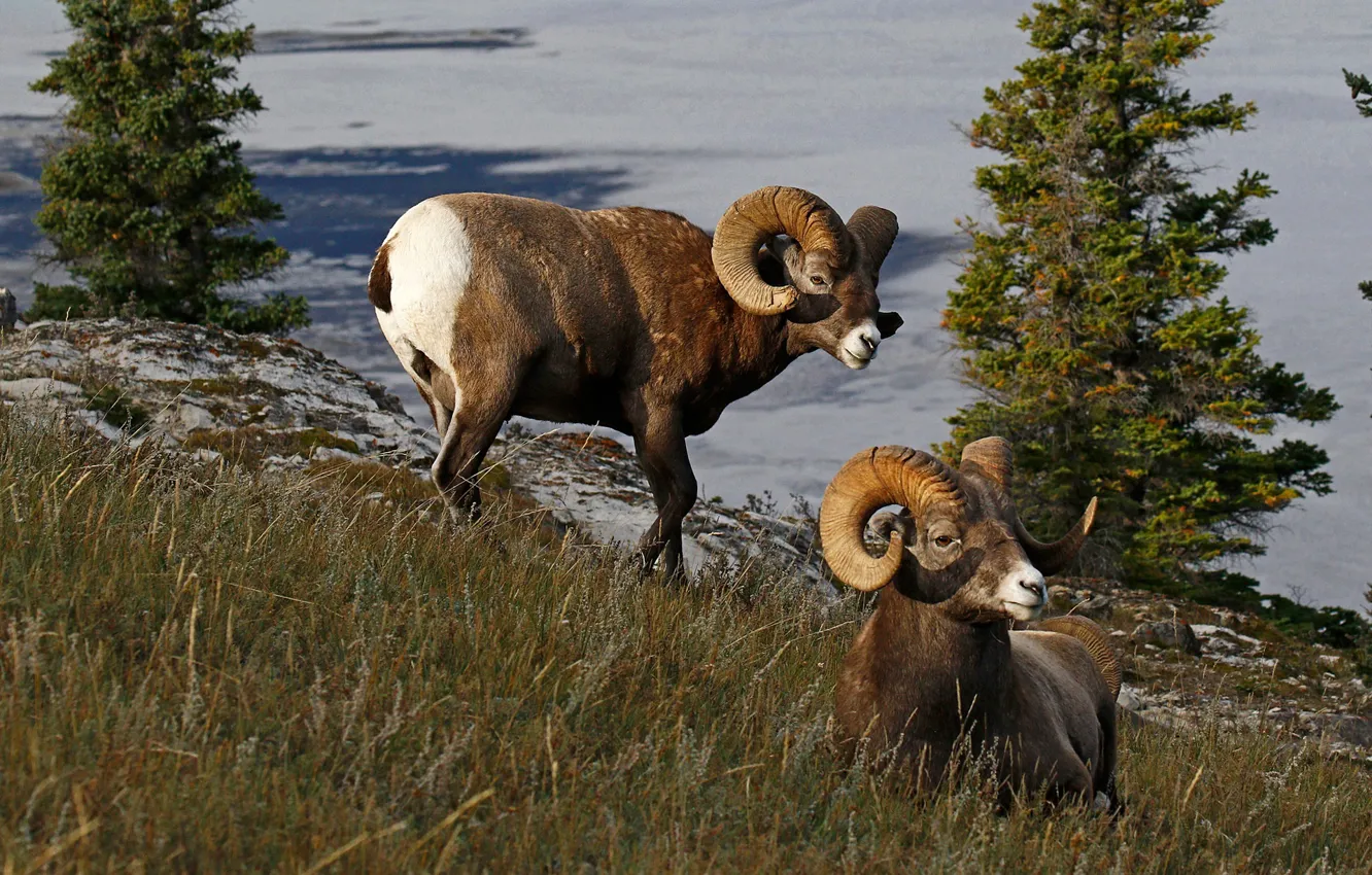 Wallpaper nature, Canada, horns, RAM, bighorn sheep images for desktop,  section животные - download