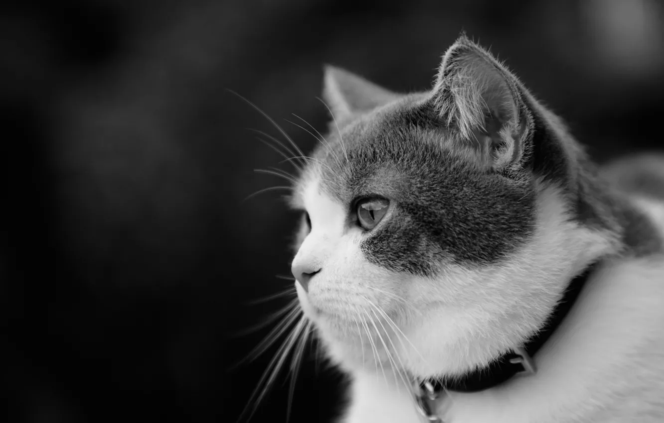 Photo wallpaper cat, look, portrait, muzzle, black and white, profile, collar, monochrome, cat