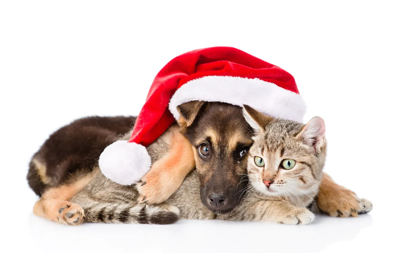 Photo wallpaper cat, dog, New Year, Christmas, Christmas, dog, 2018, Merry Christmas, Xmas, funny, cute, decoration, santa …
