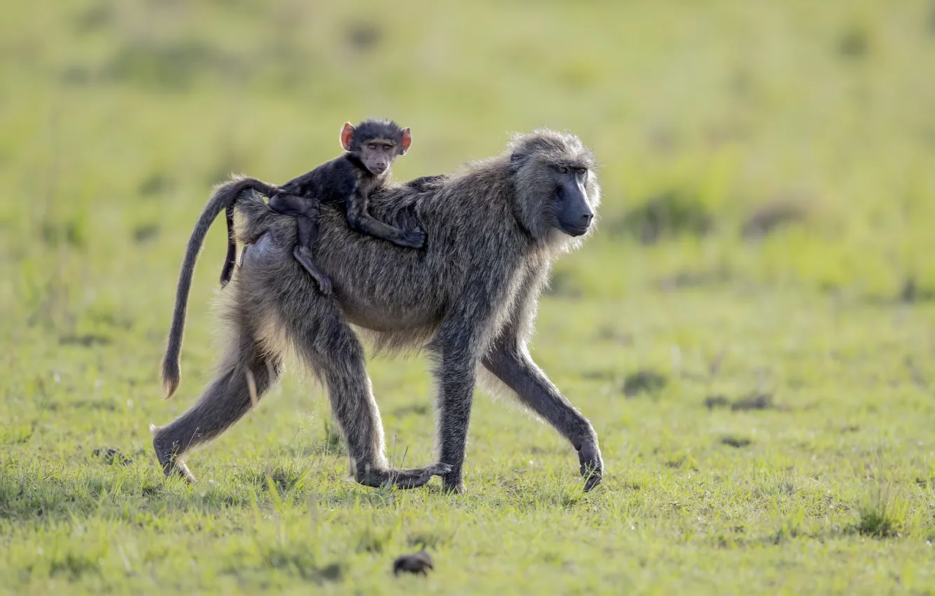 Photo wallpaper monkey, Africa, walk