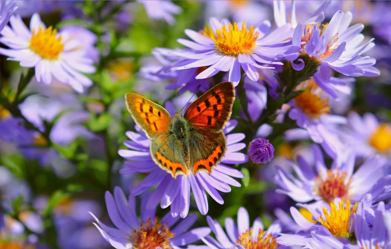 Wallpaper Macro, Butterfly, Macro, Purple flowers ...