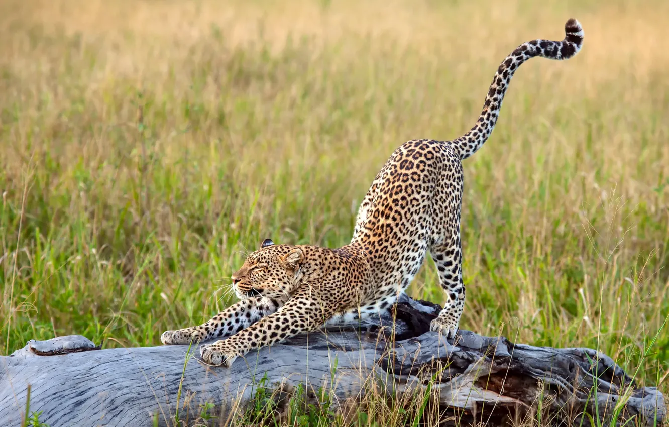 Wallpaper grass, leopard, Africa, big cat, stretching images for desktop,  section кошки - download