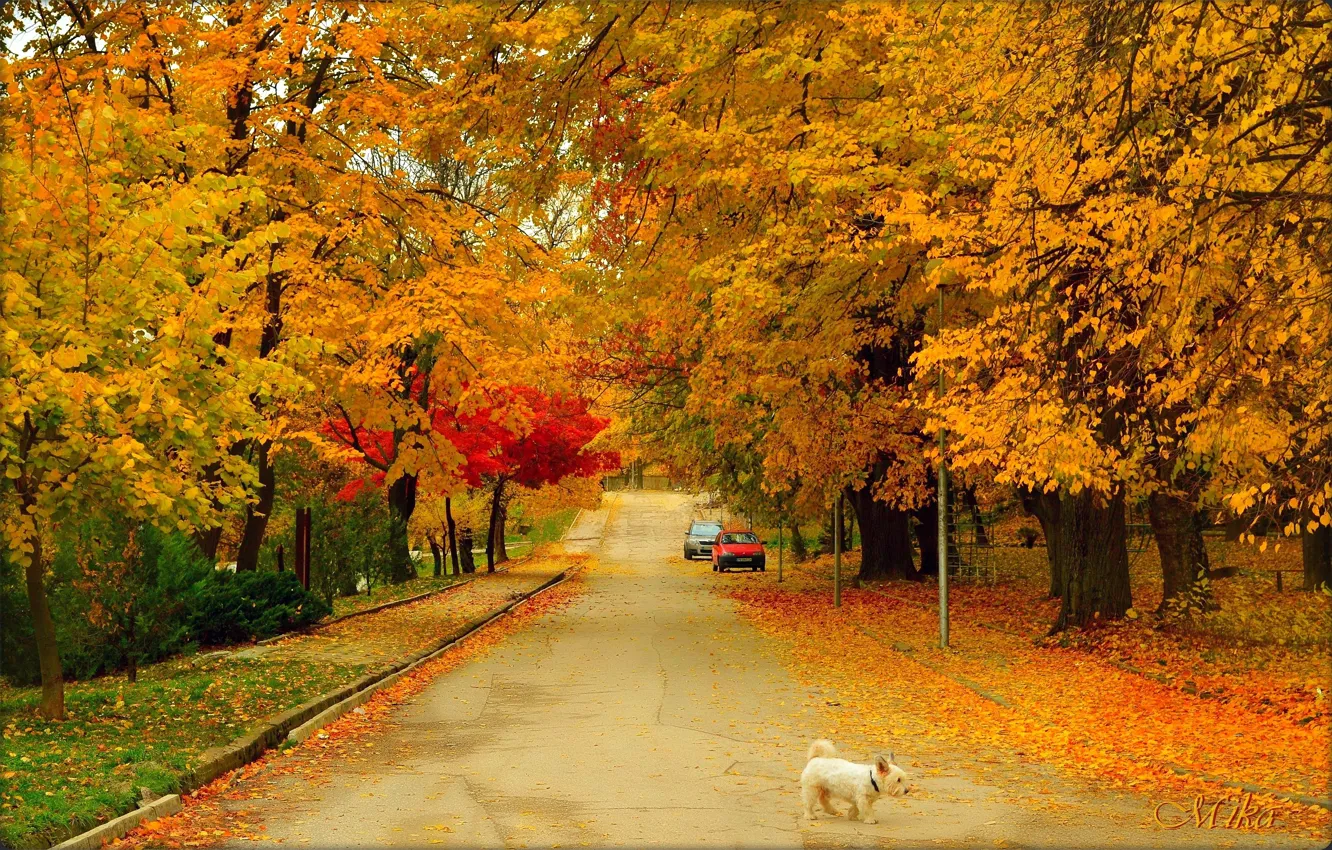 Photo wallpaper Road, Autumn, Dog, Dog, Fall, Autumn, Colors, Road, Trees, The West highland white Terrier