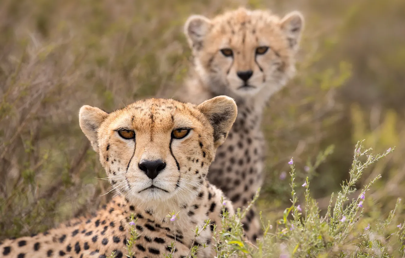 Wallpaper Look Cheetah Cub Wild Cat Images For Desktop Section.
