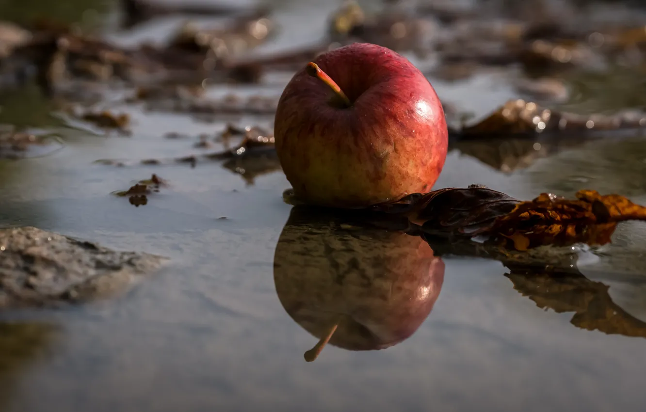 Wallpaper background, Apple, puddle images for desktop, section еда ...