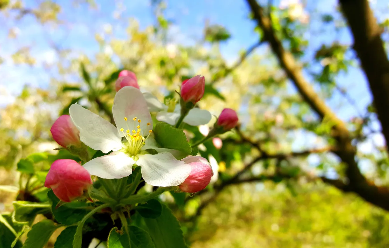 Photo wallpaper Spring, Flowering, Apple-blossom, Flowering Crabapple