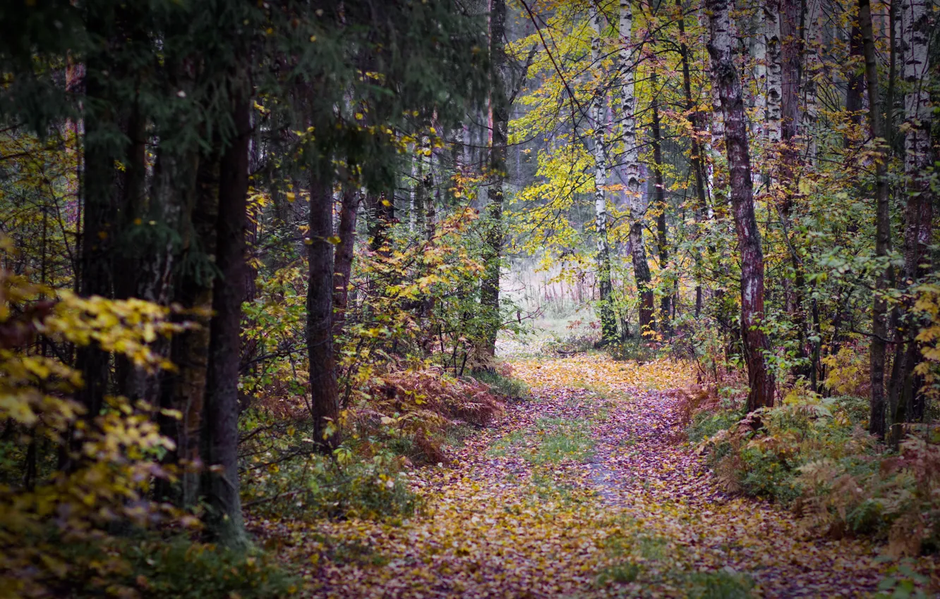 Photo wallpaper autumn, forest, leaves, trees, overcast, track, birch, gloomy, autumn forest, the bleak autumn
