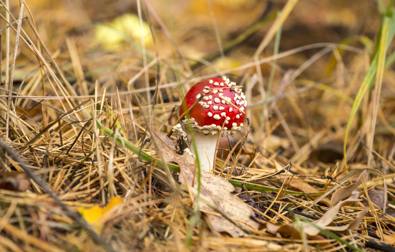 Photo wallpaper autumn, forest, red, nature, background, foliage, mushroom