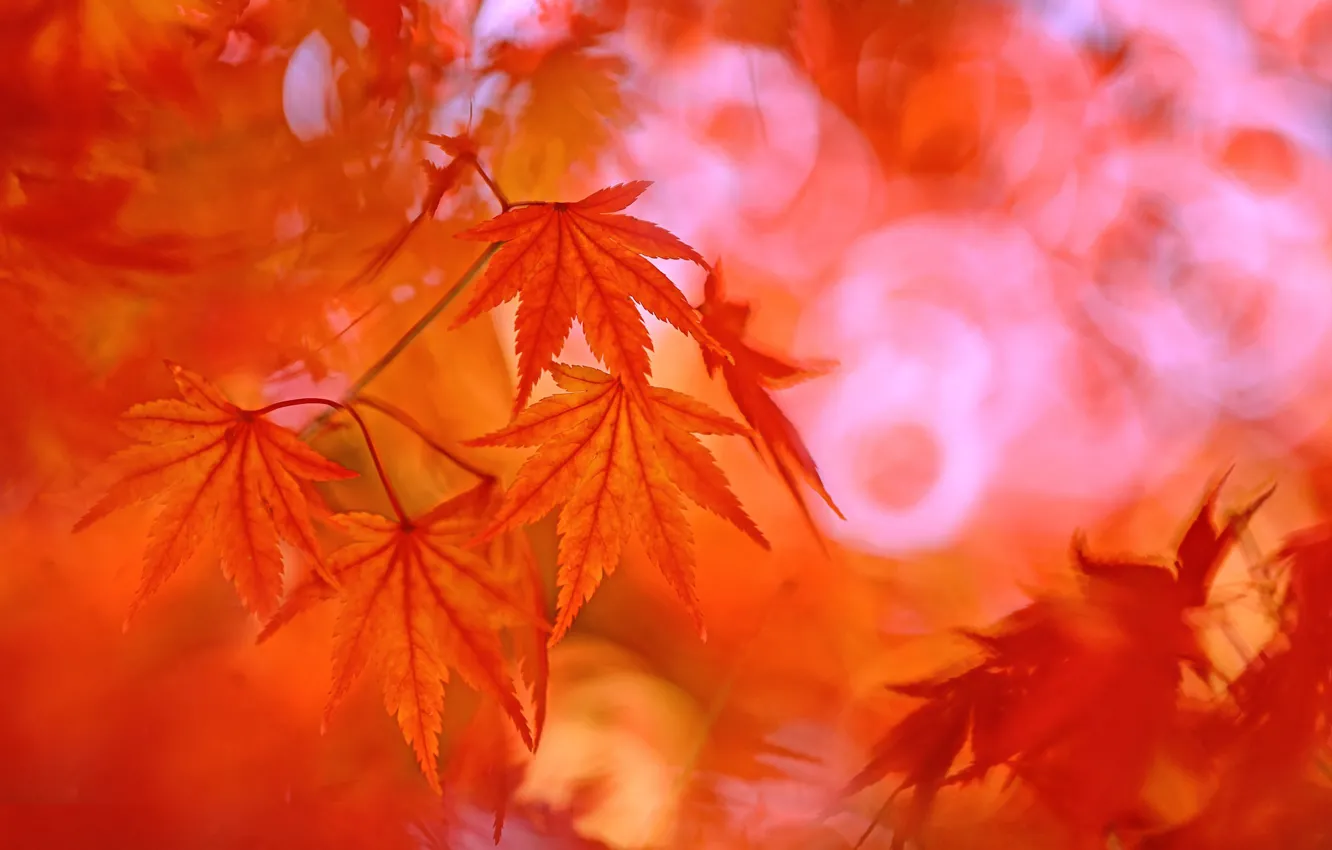 Wallpaper autumn, leaves, background images for desktop, section ...