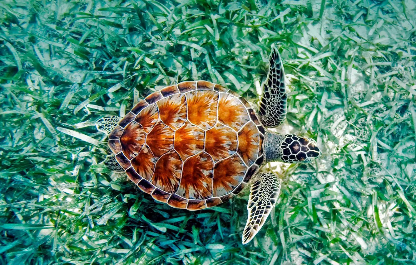 Wallpaper sea, algae, Hawaii, reptile, green turtle images for desktop,  section животные - download