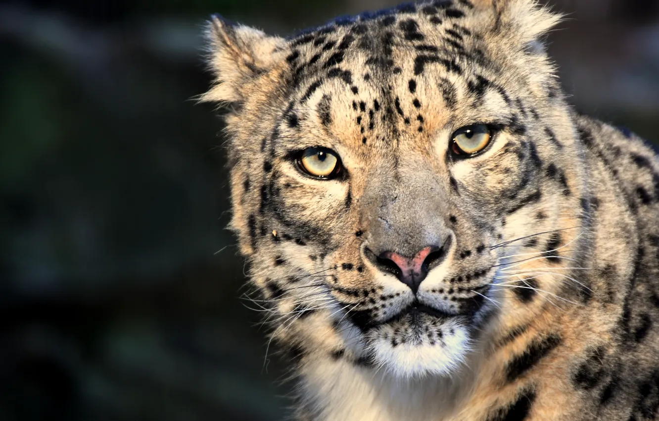 Wallpaper cat, eyes, look, snow leopard images for desktop, section ...