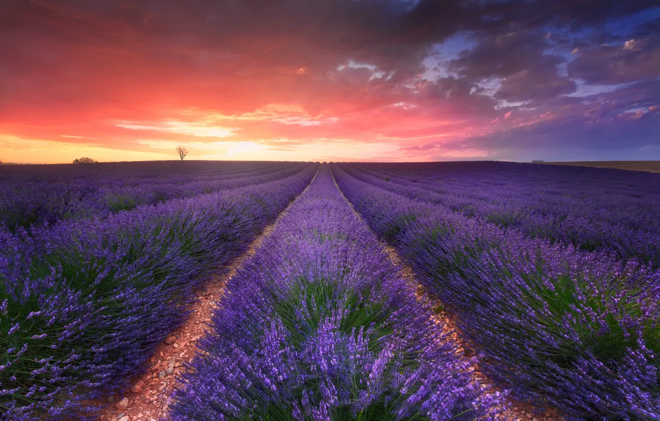 Photo wallpaper field, the sky, clouds, nature, the evening, lavender