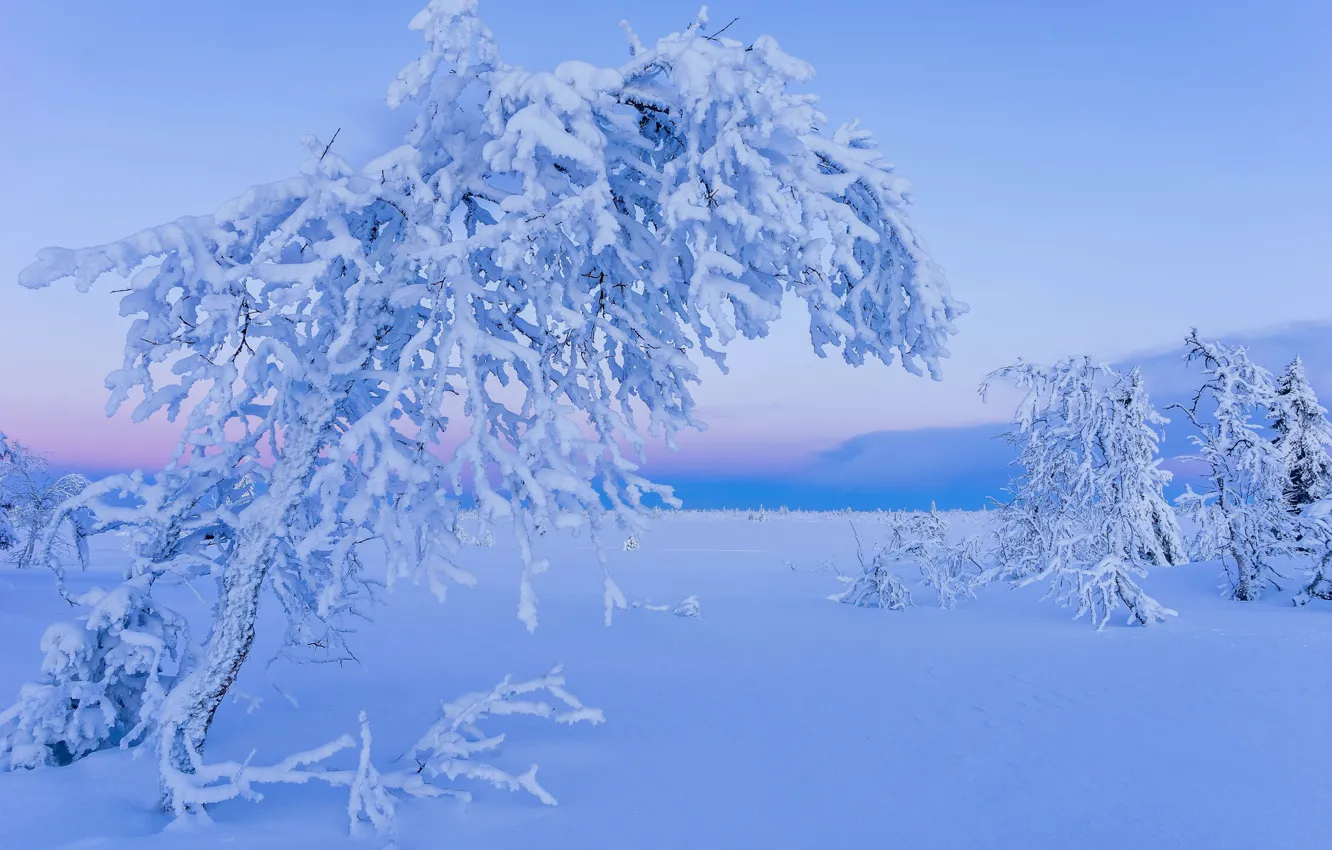 Photo wallpaper winter, snow, trees, Sweden, Sweden, Lapland, Lapland, Gitsfjallets nature reserve