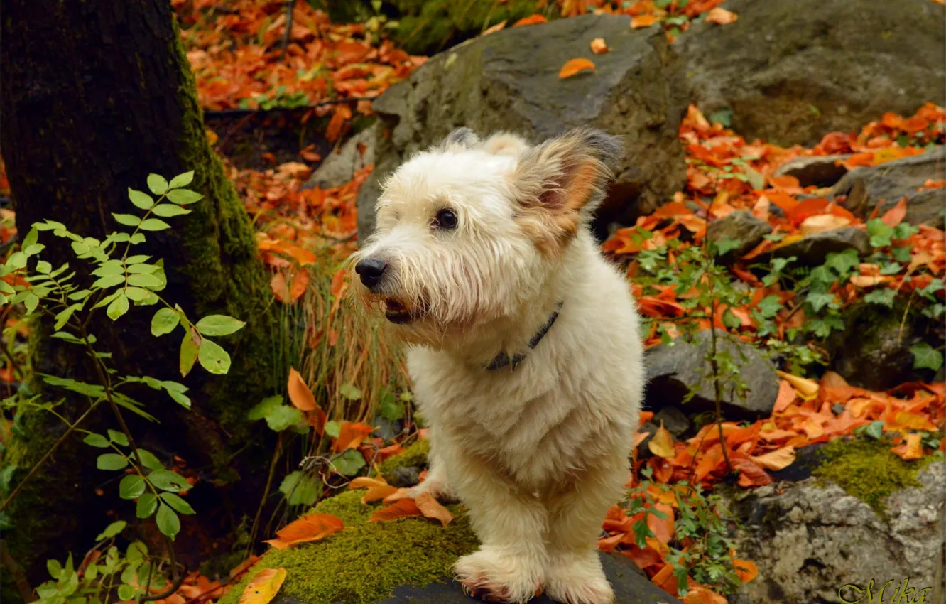 Photo wallpaper Autumn, Dog, Fall, Foliage, Autumn, The West highland white Terrier