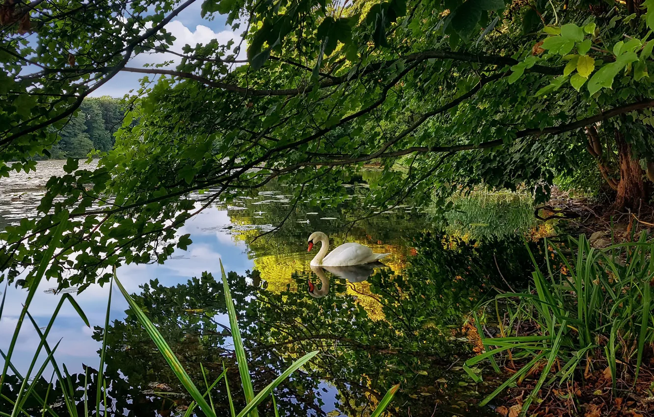 Photo wallpaper summer, lake, Swan