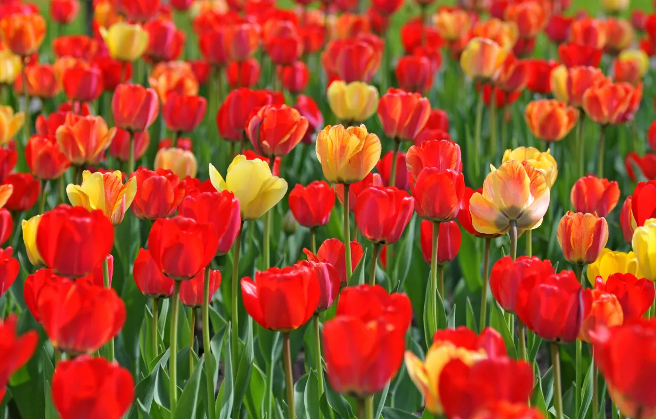 Wallpaper spring, petals, meadow, tulips images for desktop, section ...